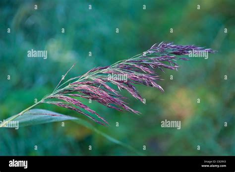 Grass with purple seeds Stock Photo - Alamy