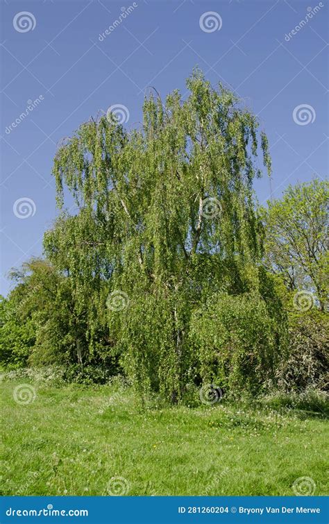 Full Frame Image of Weeping Birch Tree Stock Photo - Image of trunk ...