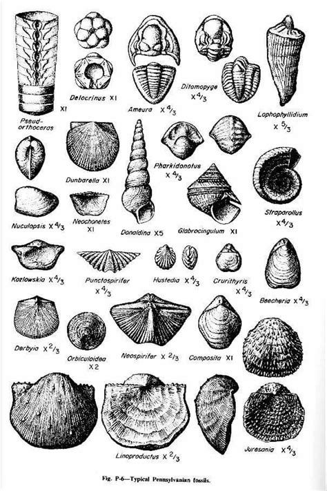 Fossil Identification Chart