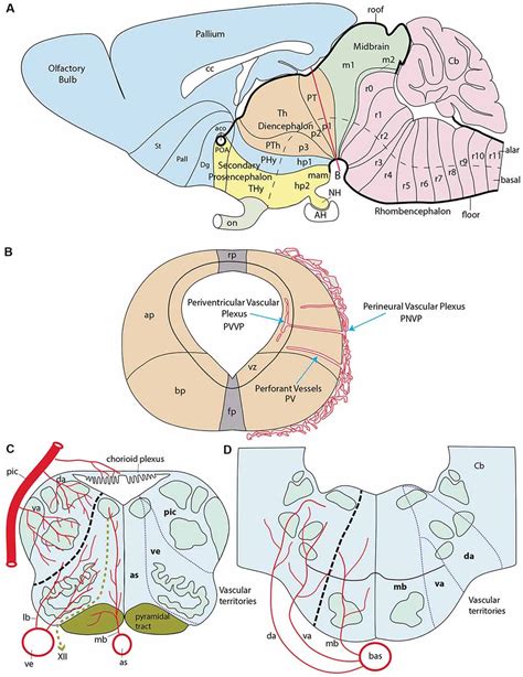 Frontiers | Patterned Vascularization of Embryonic Mouse Forebrain, and ...