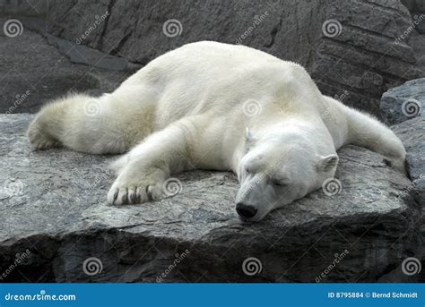 Lazy sleeping polar bear stock photo. Image of lying, coat - 8795884