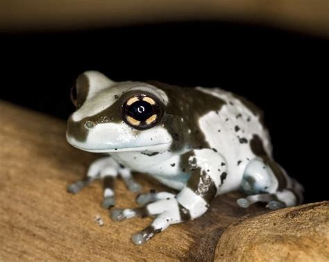 fortheloveofherpetology: Amazon Milk Frog (Trachycephalus resinifictrix) Native to South America ...