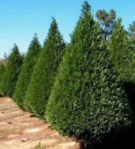 Murray Leyland Cypress – Farm Direct Premium Trees At The Best Prices ...