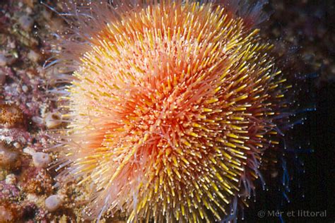 description of Echinus esculentus - Common sea urchin