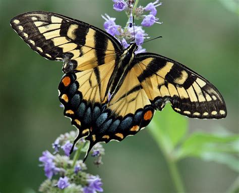 Yellow Swallowtail Butterfly, Yellow Tiger Swallowtail Butterfly | Flickr - Photo Sharing ...