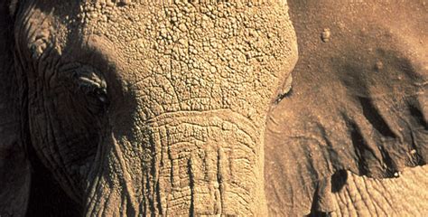 Echo: An Elephant to Remember | Elephant Emotions | Nature | PBS