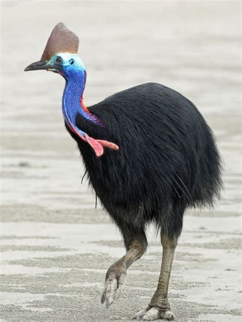 Constituir Petición Español las aves mas peligrosas del mundo Racional ...