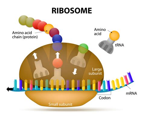 Shwachman-Diamond syndrome: MedlinePlus Genetics