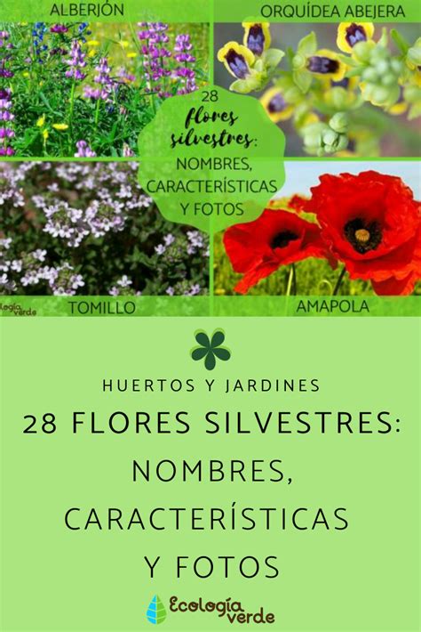 28 FLORES SILVESTRES: nombres, características y FOTOS | Nombres de plantas silvestres, Jardines ...