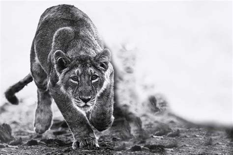 Lion Cub Photography | Battle Within the Mind – Ejaz Khan Fine Art ...