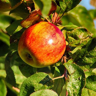 Jonagold Apple Tree - Bob Wells Nursery - U.S. Shipping