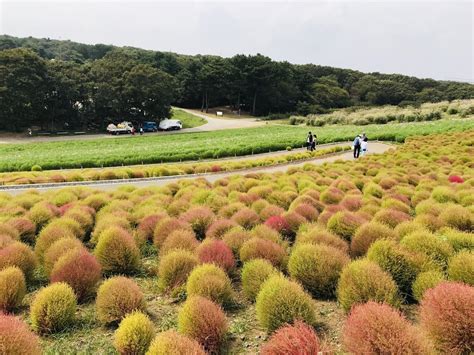 Hitachi Seaside Park early October 2019 : r/japanpics