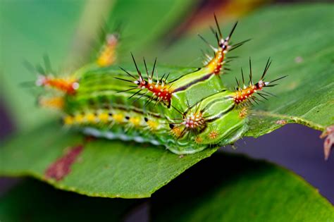 53 Most Colorful Caterpillars in the World - Color Meanings