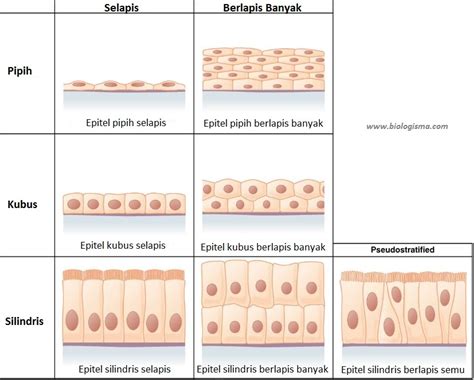 Jaringan Epitel pada Hewan - Dunia Biologi