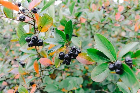 Chokeberries | Free Stock Image - Barnimages