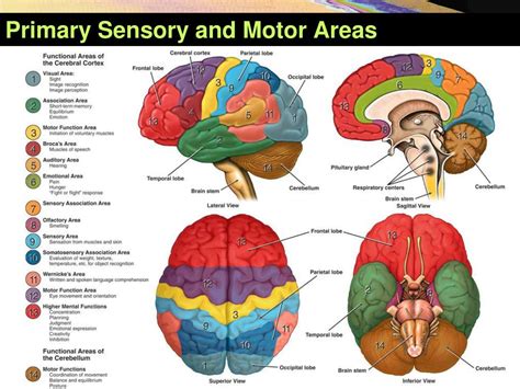 Sensory And Motor Cortex