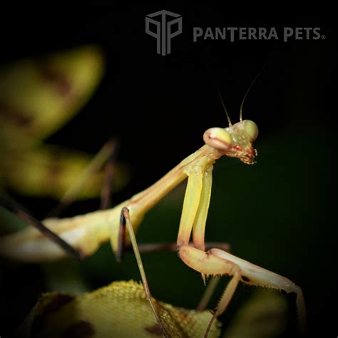 Giant Asian Mantis (Hierodula membranacea) For Sale at PanTerra Pets