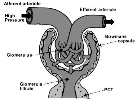 Describe the structure of the Malpighian Body. - Sarthaks eConnect ...