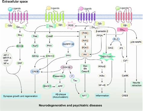 GPCR-regulated downstream signaling pathways in neurodegenerative and ...