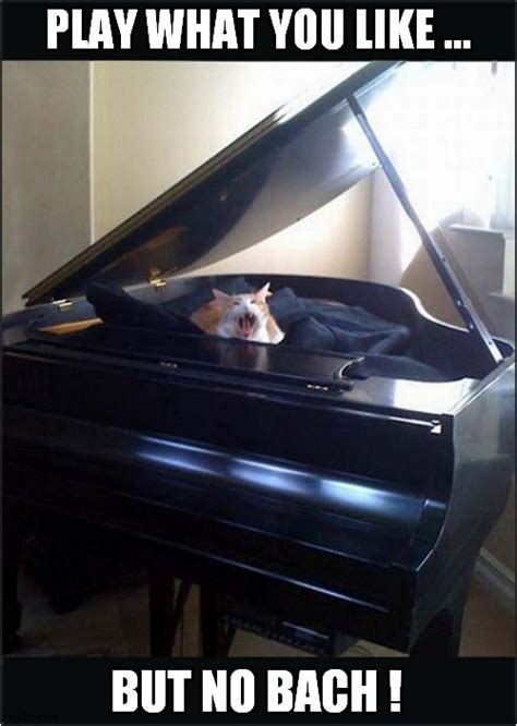 Piano Cat - Imgflip