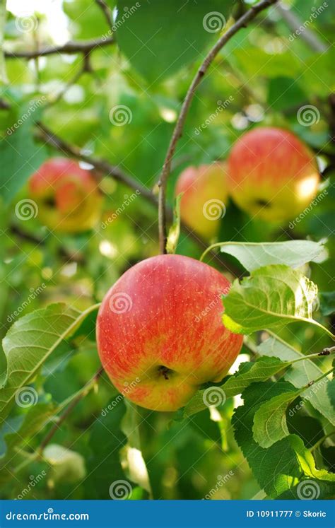 Apple harvest in a garden stock image. Image of flesh - 10911777