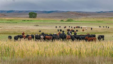 Wyoming Rancher Says Stop Blaming Agriculture… | Cowboy State Daily