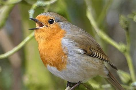 Robin singing and dancing | Dieren, Roodborstjes