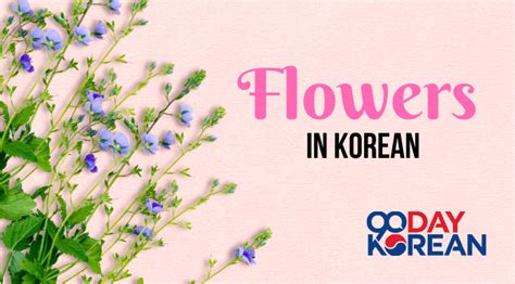 How to Say "Flower" in Korean - Pronounce it this way