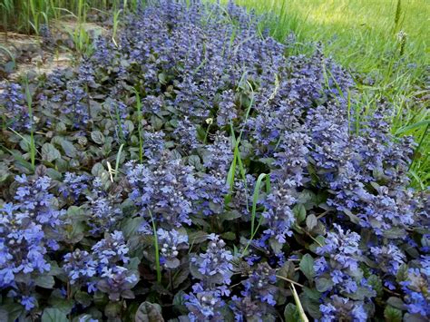 Transplanting Ajuga for Ground Cover ~ A Wet Yard