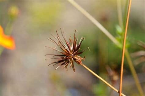 Cosmos Seeds: Easily Grow This Annual Flower! - A-Z Animals