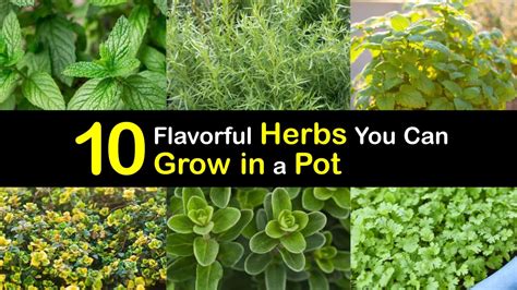 Container Grown Herbs - Incredible Herbs for Growing in Pots