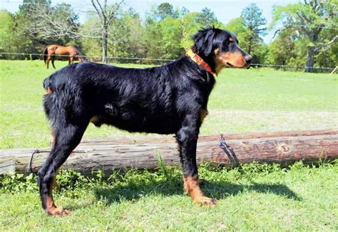 Doberman Colors - NWR DOBERMANS