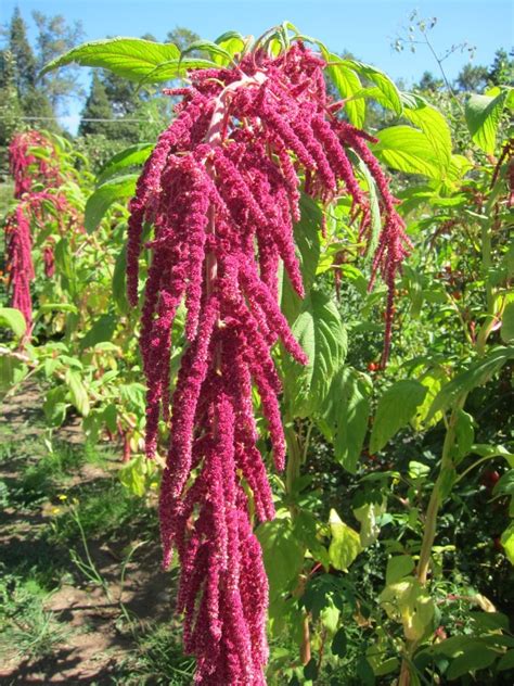 How to Grow Amaranth, Tips and Guide to Growing Amaranth - Everything About Garden