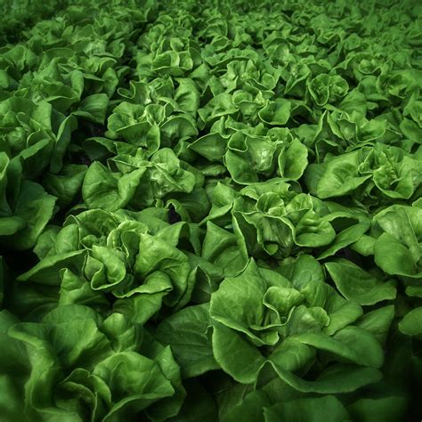 Dan Routh Photography: Hydroponic Lettuce