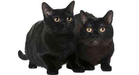 Bombay Cat Personality - How Will Your Black Beauty Behave?