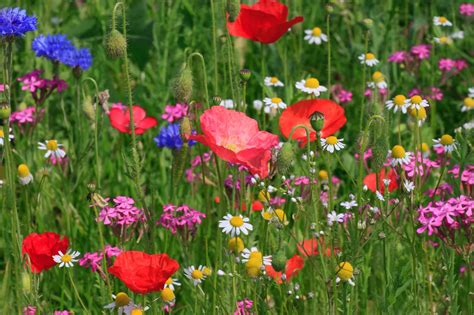 Using Wildflowers in Garden Design - why it's such a great idea. - TDS