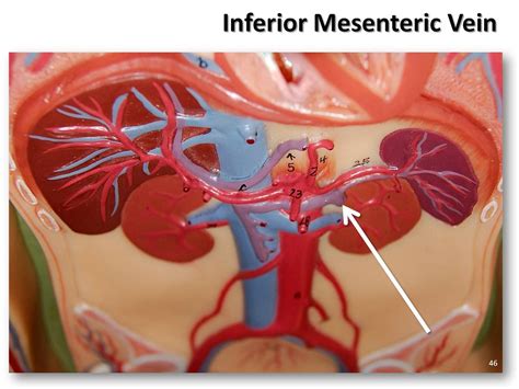 Inferior mesenteric vein - The Anatomy of the Veins Visual Guide, page 46 (of 52) - a photo on ...