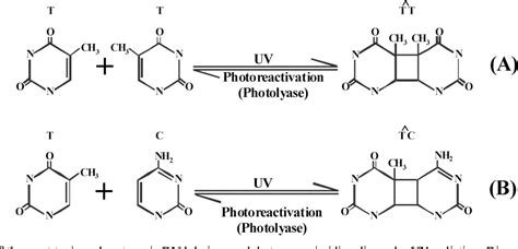 Figure 1 from UV-induced DNA damage and repair: a review. - Semantic Scholar