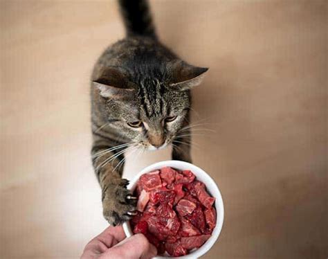 The Best Raw Cat Food for Your Feline Friends in Ottawa