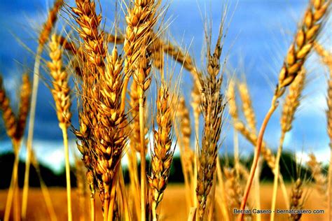 Wheat and Tares and Other Truths about the Kingdom of Heaven - Working ...