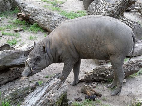 Real Monstrosities: Babirusa