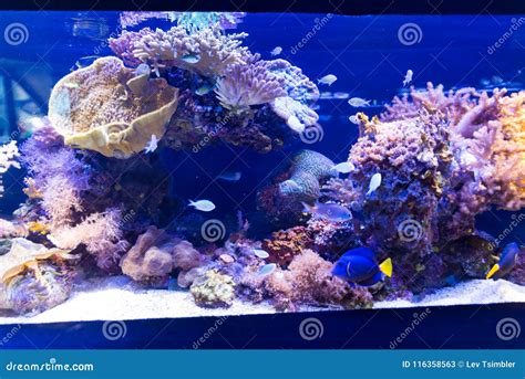 At Coral World Underwater Observatory in Eilat Stock Image - Image of center, coral: 116358563