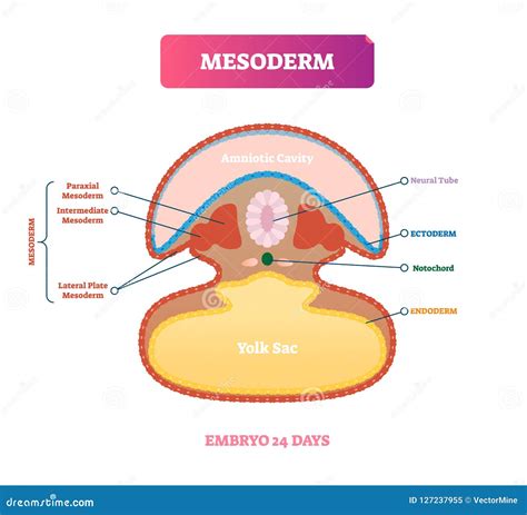 Endoderm, Mesoderm And Ectoderm Vector Illustration Labeled Infographic ...