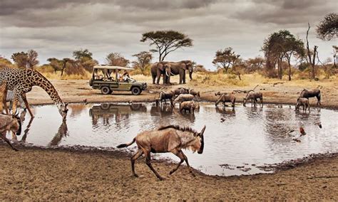 Serengeti National Park Wildlife | Explore Wildlife in Serengeti