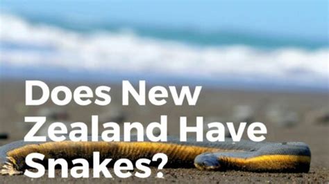 Does New Zealand Have Snakes? (All You Need To KNOW!) - TravelPeri