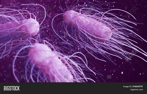 Salmonella Bacteria 3d Image & Photo (Free Trial) | Bigstock