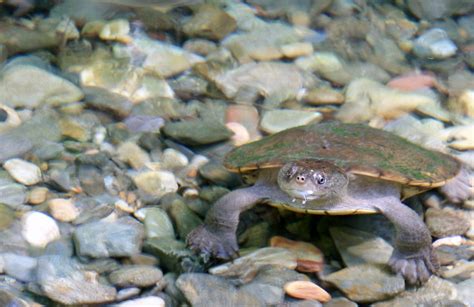 Turtle swimming in the Daintree Rainforest, Queensland Australia - a photo on Flickriver