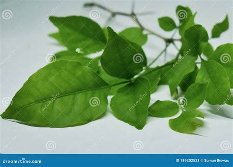 This is an Image of Beautiful Bel Patra Leaves and Stem Stock Image - Image of belstem, green ...