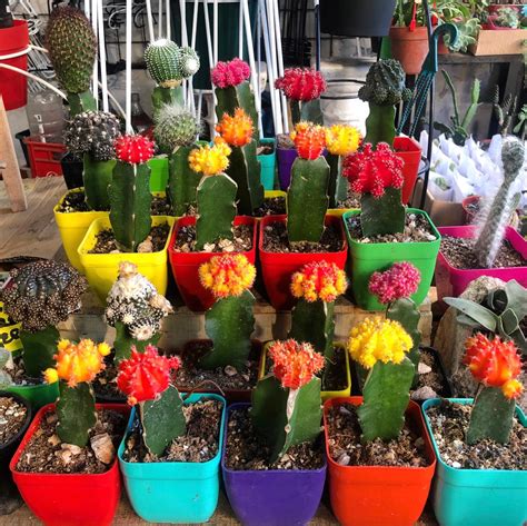 Cactus Injertos ~ Varios colores ~ Hermosos !! – HogarJardín