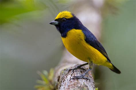 Yellow-crowned euphonia (Euphonia luteicapilla) | Quepos (Costa Rica ...